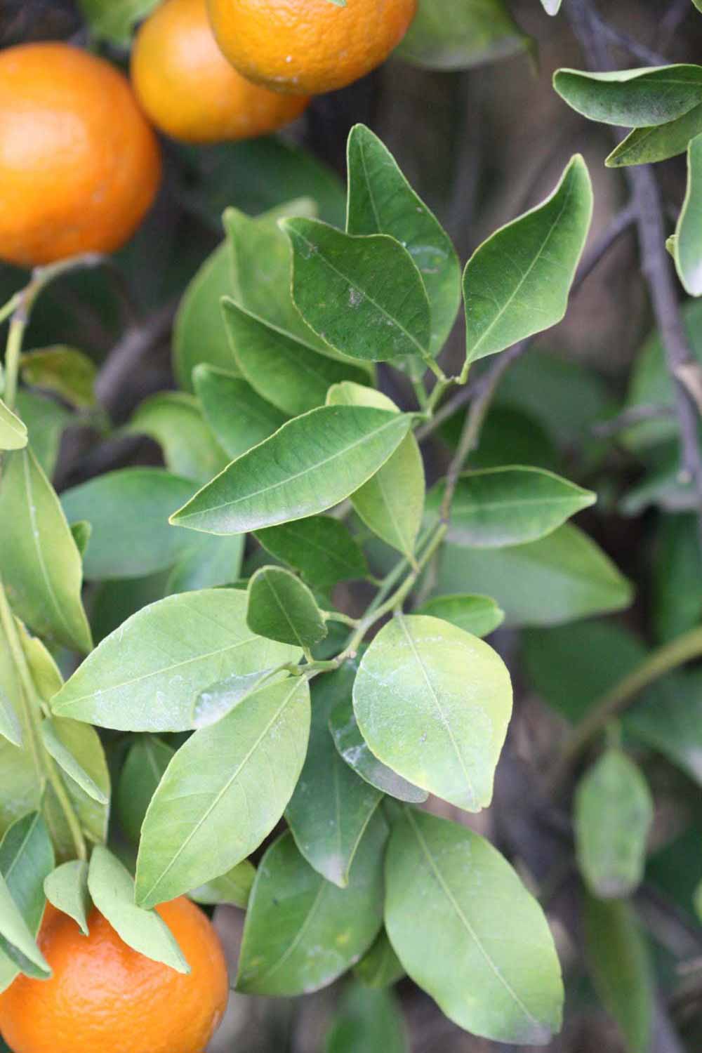              Sun leaves (Dancy Frost Nucellar, Riverside,   CA)   